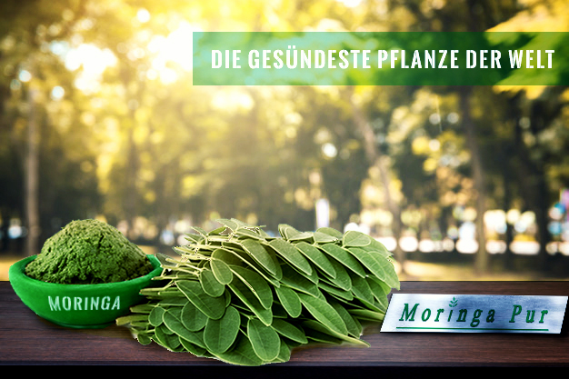 moringa oleifera blätter und pulver moringa pur