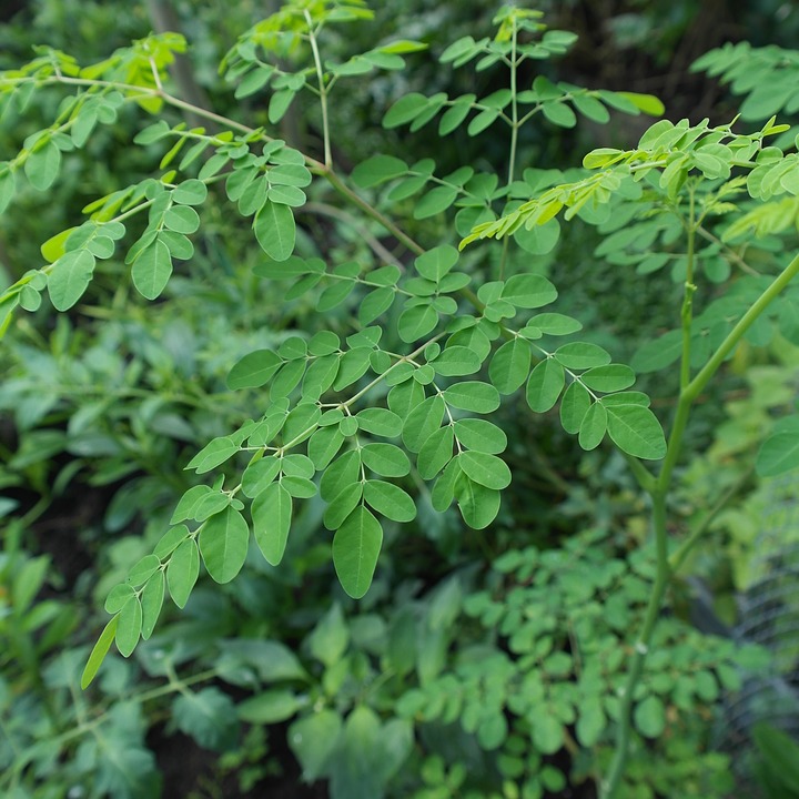 Moringa Baum Wunderbaum Meerrettichbaum Oleifera Blätter