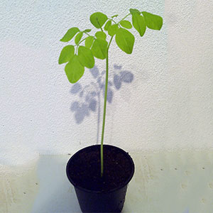 Moringa-baum-samen-pflanze